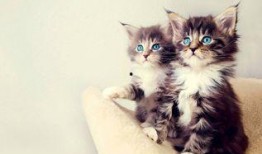 小猫吃瓜爆料视频,萌态可掬萌翻网友